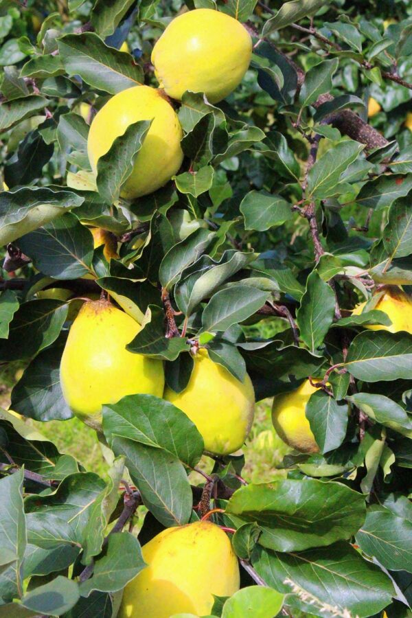 Limon Ayvasi | Quittenbaum | Baumschule Südflora - Früchte am Baum
