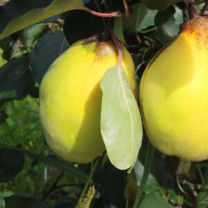 Limon Ayvasi | Quittenbaum | Baumschule Südflora - Zwei Quitten am Baum
