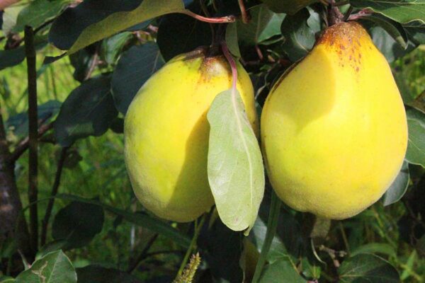 Limon Ayvasi | Quittenbaum | Baumschule Südflora - Zwei Quitten am Baum
