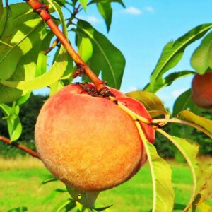 Pfirsich Limoni | Pfirsichbaum | Baumschule Südflora - Frucht am Baum
