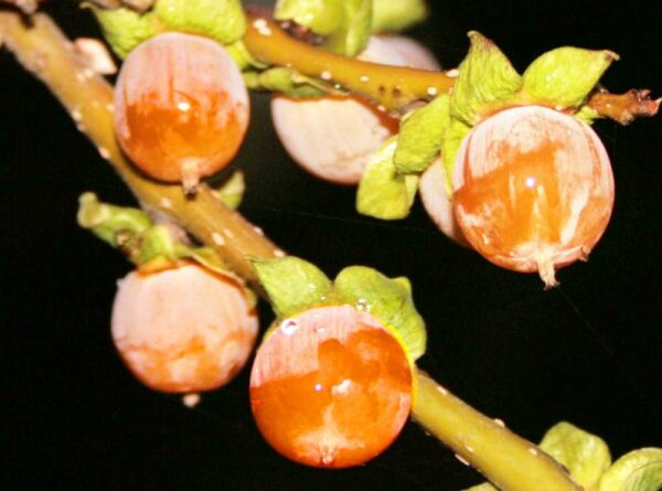 Japanische Lotuspflaume | Besondere Nutzpflanze, Diospyrus lotus, Dattelpflaume