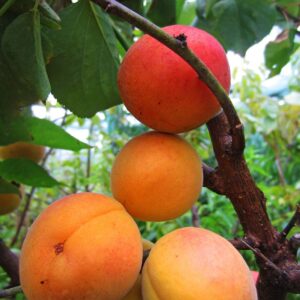 Luizet | Aprikosenbaum | Baumschule Südflora - Früchte am Baum