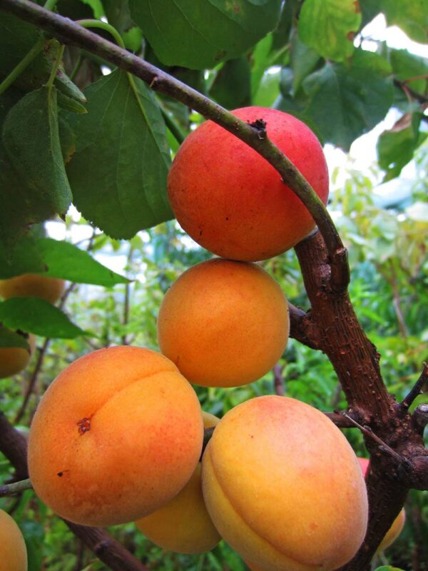 Luizet | Aprikosenbaum | Baumschule Südflora - Früchte am Baum