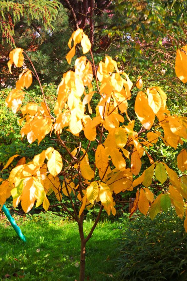 Mango | Indianerbanane | Baumschule Südflora - Mangobaum im Herbst