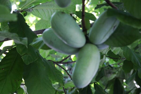 Mary Foos Johnson | Indianerbanane | Baumschule Südflora - Jungfrüchte am Baum