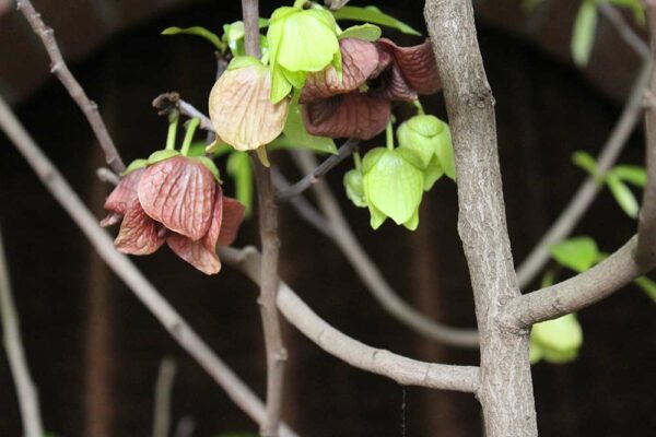 NC-1 | Indianerbanane | Baumschule Südflora - Jungbaum mit Blüten