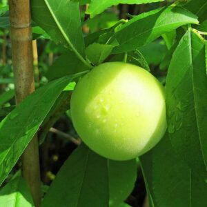 Grüner Pfirsich Nahtalie | Pfirsichbaum | Baumschule Südflora - Frucht am Baum