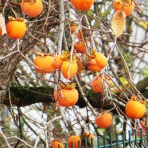 Nikitas Gift | Kakibaum | Baumschule Südflora - fruchtbehangener Baum