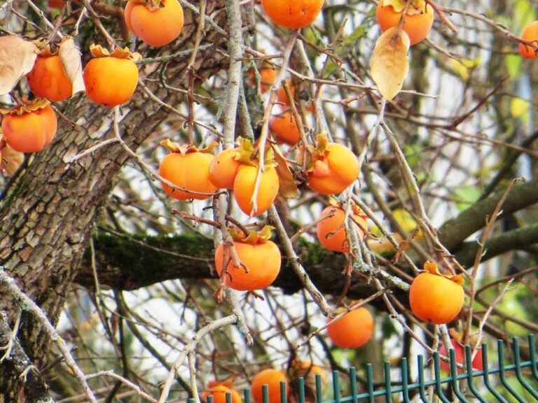36+ Kakibaum Kaufen Obi, Die kakipflaume oder kakibaum (diospyros