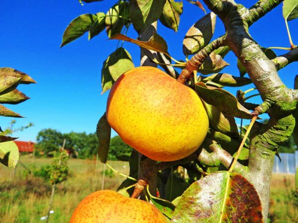 Jupiter Orange Pear / Jupiterbirne | Birnbaum | Baumschule Südflora - Birne am Baum