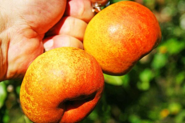Jupiter Orange Pear / Jupiterbirne | Birnbaum | Baumschule Südflora - zwei Früchte in der Hand