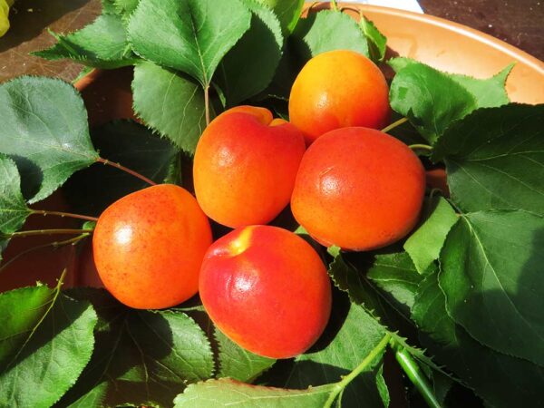 Rote Orangenmarille | Aprikosenbaum | Baumschule Südflora - Früchte am Baum