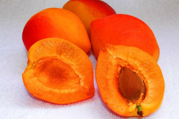 Rote Orangenmarille | Aprikosenbaum | Baumschule Südflora - Aufgeschnittene Aprikose mit Stein