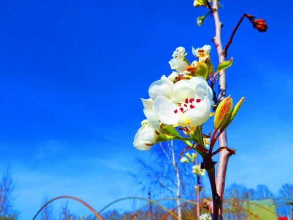 Palabirne | Birnbaum | Baumschule Südflora - Jungbaum mit Blüte
