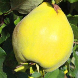 Pear Shaped | Quittenbaum | Baumschule Südflora - Quitte mit Birnenform