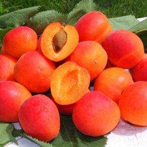 Rote Perle | Aprikosenbaum | Baumschule Südflora - Früchtestapel