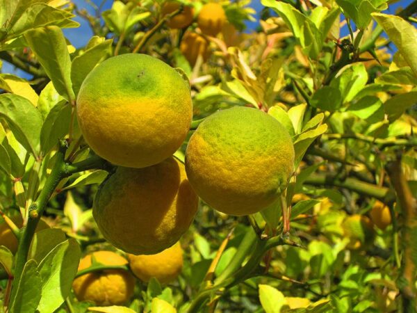 Winterharte Zitrone | Besondere Nutzpflanzen | Baumschule Südflora - Nahaufnahme