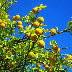 Winterharte Zitrone | Besondere Nutzpflanzen | Baumschule Südflora - Früchte am Baum