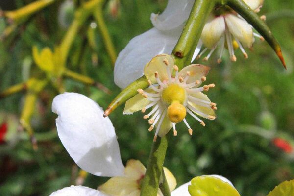 Winterharte Zitrone | Besondere Nutzpflanzen | Baumschule Südflora - Blüte