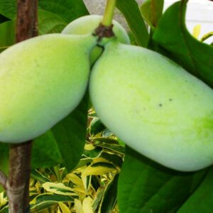 Prima | Indianerbanane | Baumschule Südflora - drei Früchte am Baum