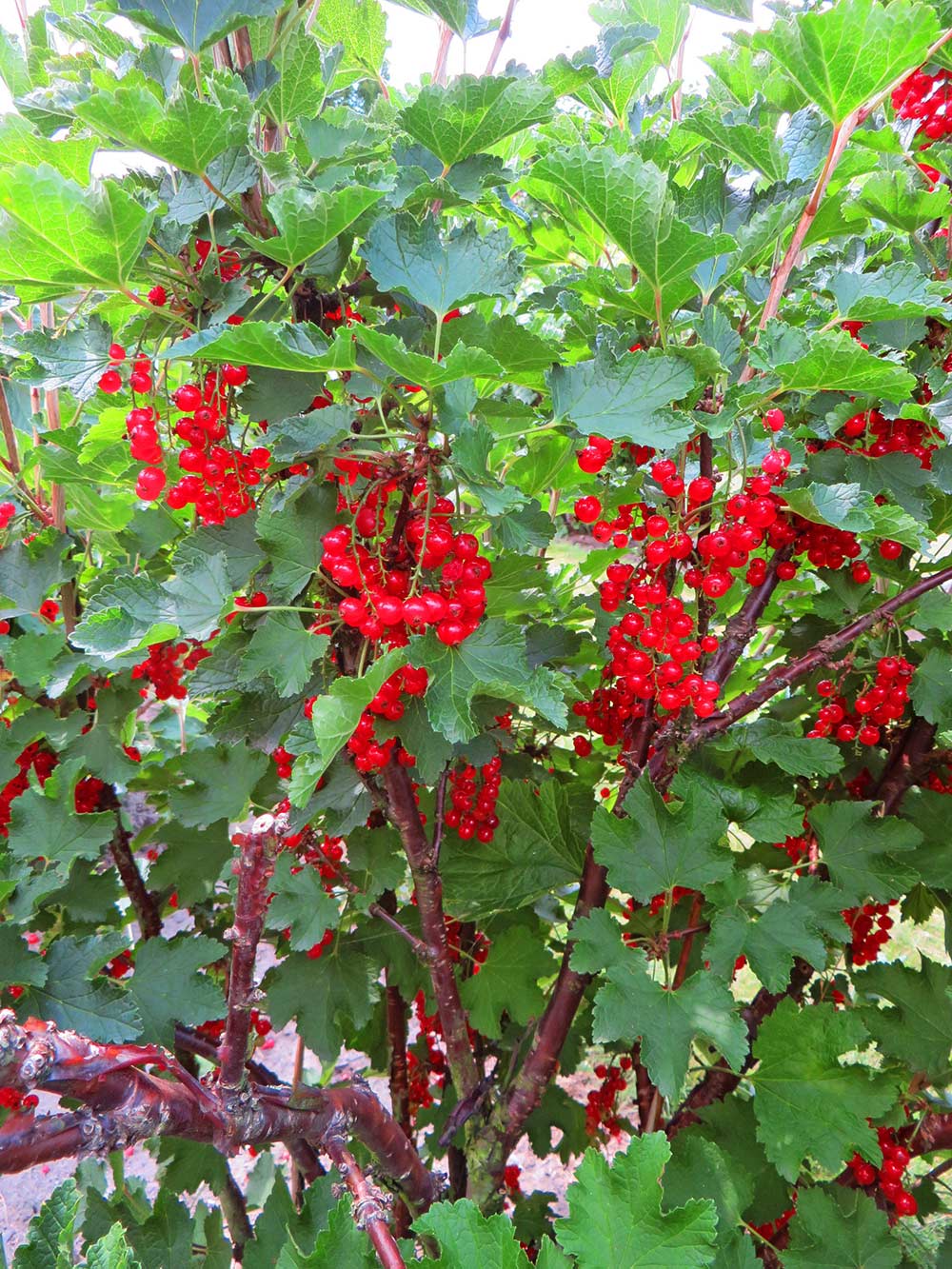 Rote Johannisbeere Beerensträucher Baumschule Südflora