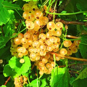 Weiße Langtraubige | Beerensträucher | Baumschule Südflora - Beeren am Baum