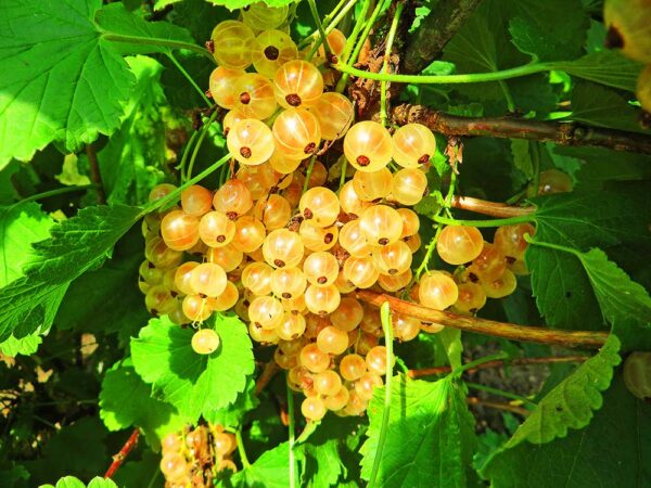 Weiße Langtraubige | Beerensträucher | Baumschule Südflora - Beeren am Baum