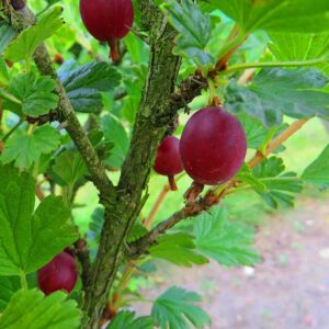 Rote Stachelbeere | Beerenstrauch | Baumschule Südflora - Zweig mit Frucht