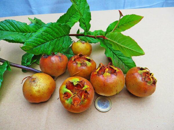 Riesenmispel | Mispelbaum | Baumschule Südflora - Früchte mit Blattwerk auf einem Tisch