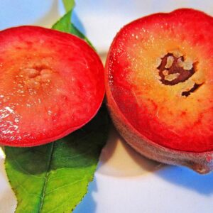 Roter Norwegischer Pfirsich | Pfirsichbaum | Baumschule Südflora - aufgeschnittene Frucht