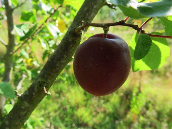 Schwarze Aprikose | Aprikosenbaum | Baumschule Südflora - Frucht am Baum