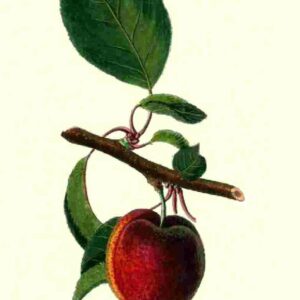 Schwarze Aprikose | Aprikosenbaum | Baumschule Südflora - Zeichnung der Frucht