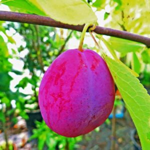 Große Sultan Pflaume | Pflaumenbaum | Baumschule Südflora - Einzene Frucht am Zweig