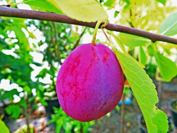 Große Sultan Pflaume | Pflaumenbaum | Baumschule Südflora - Einzene Frucht am Zweig