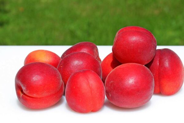 Red Sun Rising | Aprikosenbaum | Baumschule Südflora - Früchte gestapelt