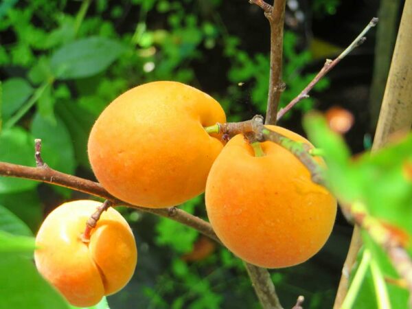 Wahre Ananas-Marille + | Aprikosenbaum | Baumschule Südflora - Früchte am Baum