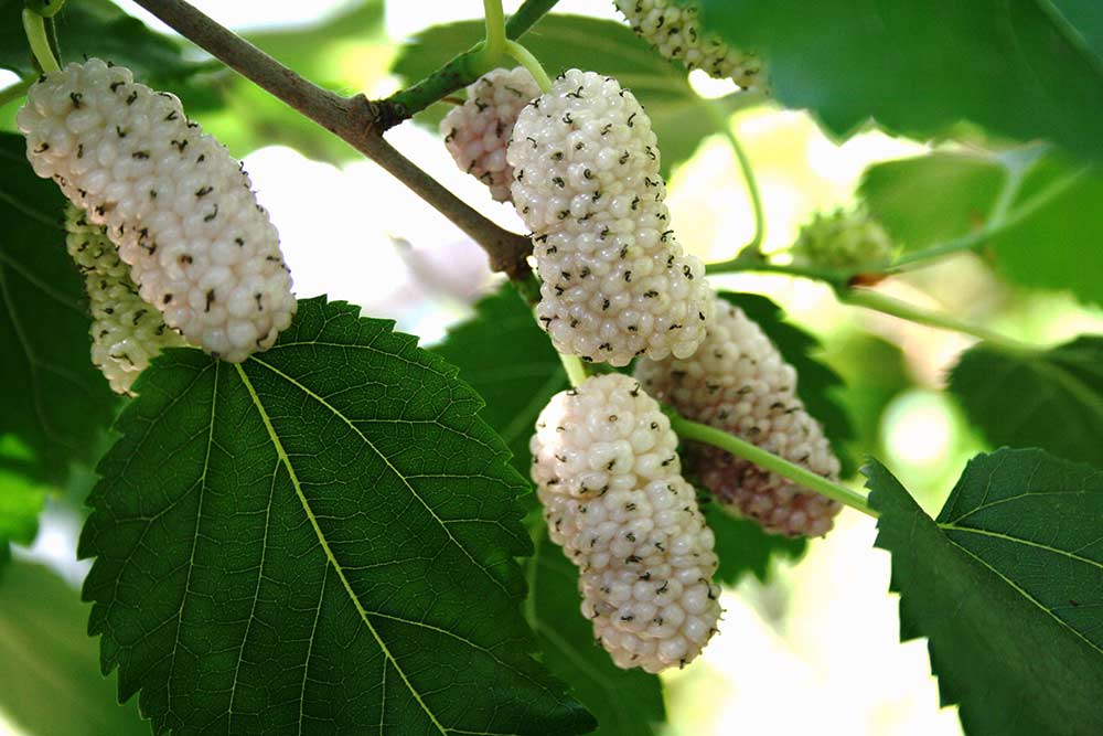 Weiße Riesenmaulbeere BIG BACCI Weiße Riesenmaulbeere "Big Bacci" | Maulbeerbaum | Südflora - Maulbeeren am Baum
