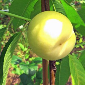 IVORY Pfirsichbaum | Pfirsichbaum | Baumschule Südflora - Frucht am Baum