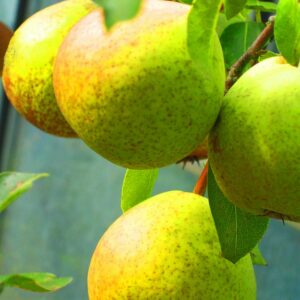 Zuckerbirne / Candy Pear | Birnbaum | Baumschule Südflora - Birnen am Baum
