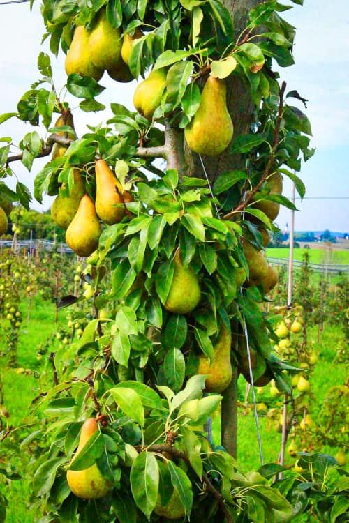 Abate Fetel | Birnbaum | Baumschule Südflora - Baum mit reichem Fruchtbehang