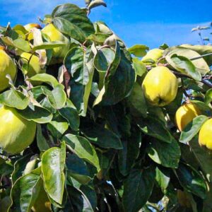 Adamsova kaufen | viele gelbe Quitten-Früchte am Baum