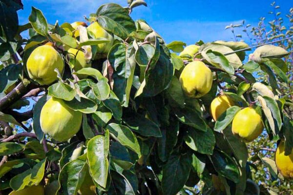 Adamsova kaufen | viele gelbe Quitten-Früchte am Baum