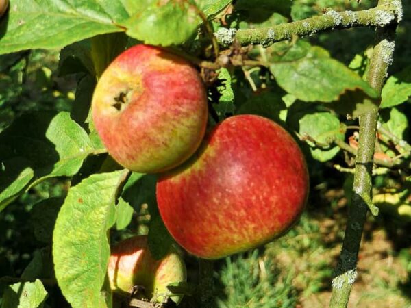 Albrechtsapfel kaufen | Apfelbaum | Baumschule Südflora - Äpfel am Baum