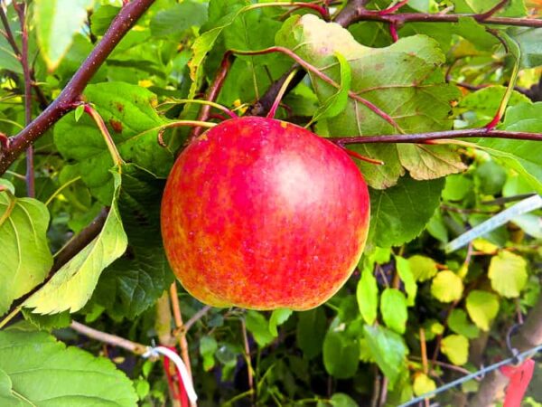 Alma-Ata kaufen | Apfelbaum | Baumschule Südflora - Apfel am Baum