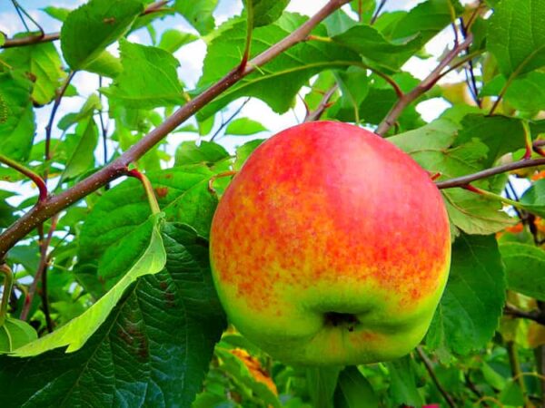 Alma Ata bestellen | Apfelbaum | Baumschule Südflora - Apfel von unten am Baum