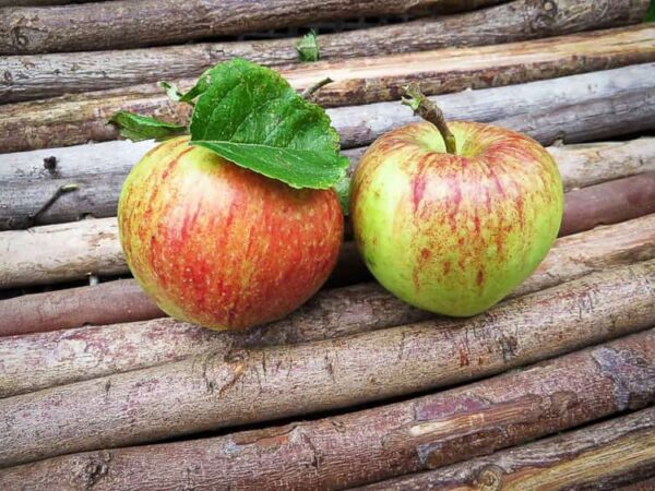 Altländer Pfannkuchenapfel kaufen - Zwei Äpfel auf einer Holzunterlage