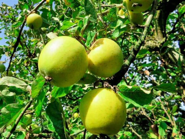 Ananasrenette | Apfelbaum | Äpfel am Baum - Goldapfel, Ananasapfel, Reinette Ananas