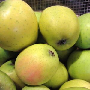 Ananasrenette kaufen | Apfelbaum | Baumschule Südflora - Äpfel im Korb - Goldapfel, Ananasapfel, Reinette Ananas