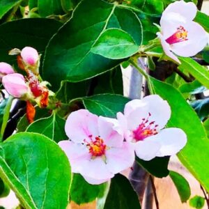 Echte Quitte / Apfelquitte Cydopom kaufen | Quittenbaum in voller Blüte