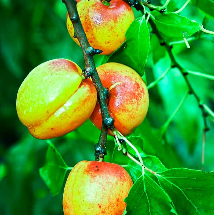 Aprikosenbaum kaufen | 20 veredelte | Südflora Sorten